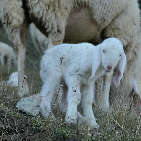 La Slitta Roure Turin